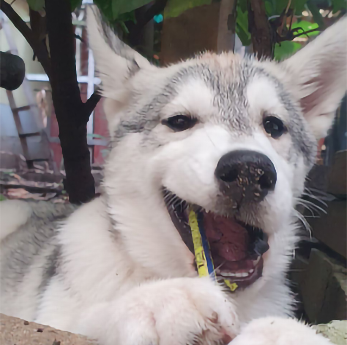 Unsere Büro- und Therapiehündin